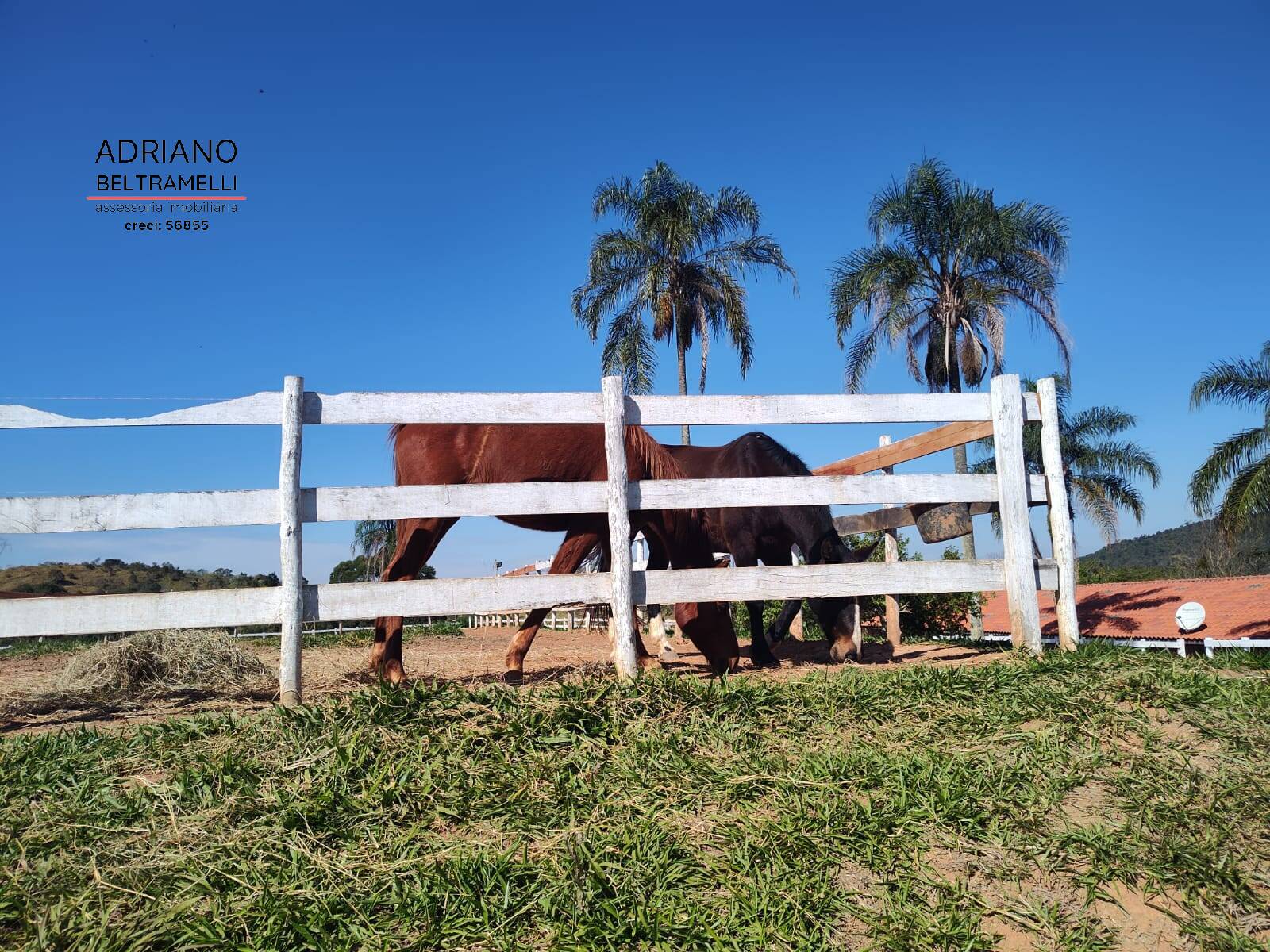 Fazenda à venda com 7 quartos, 1000m² - Foto 11