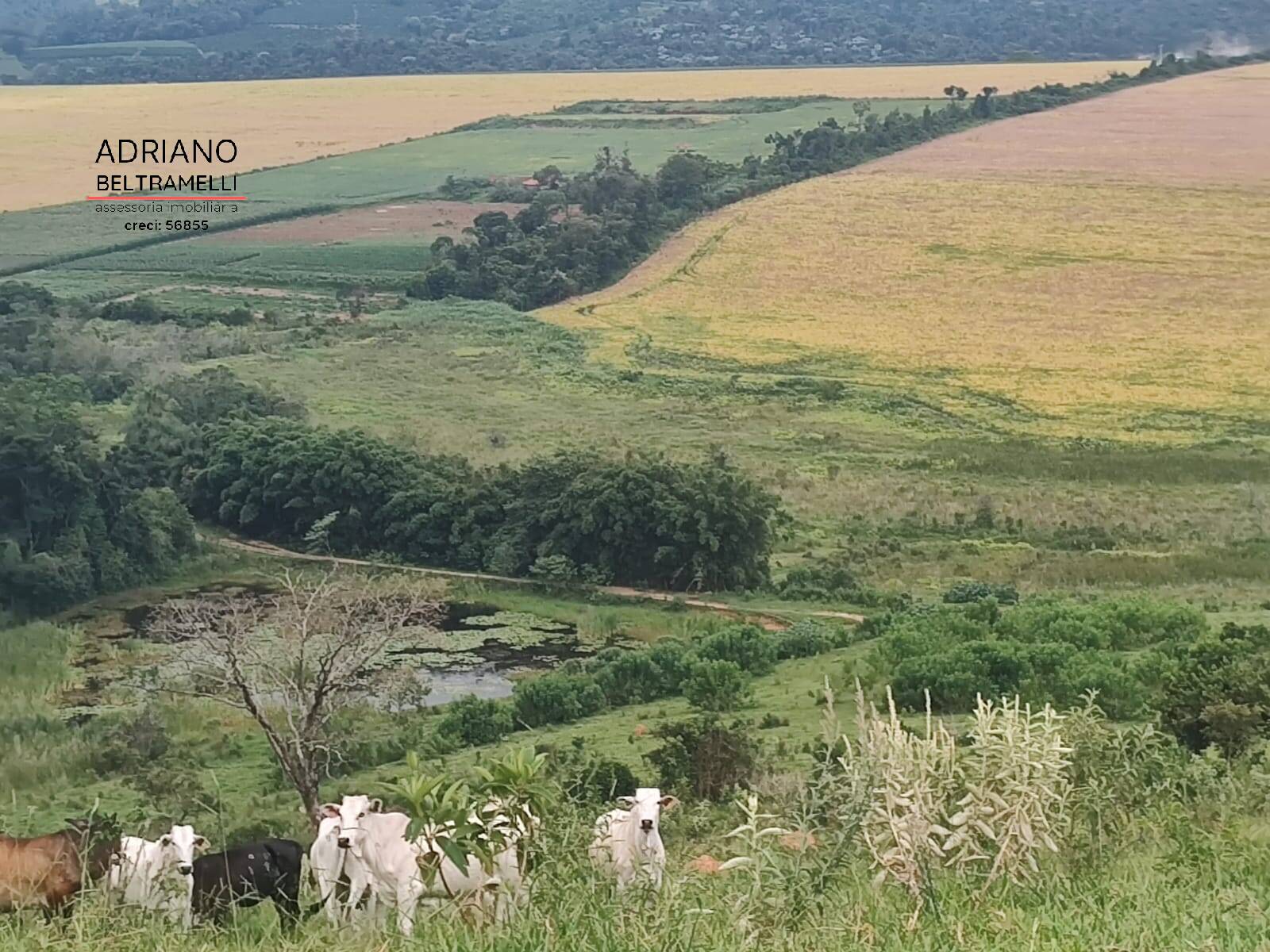 Fazenda à venda com 6 quartos, 1500m² - Foto 4