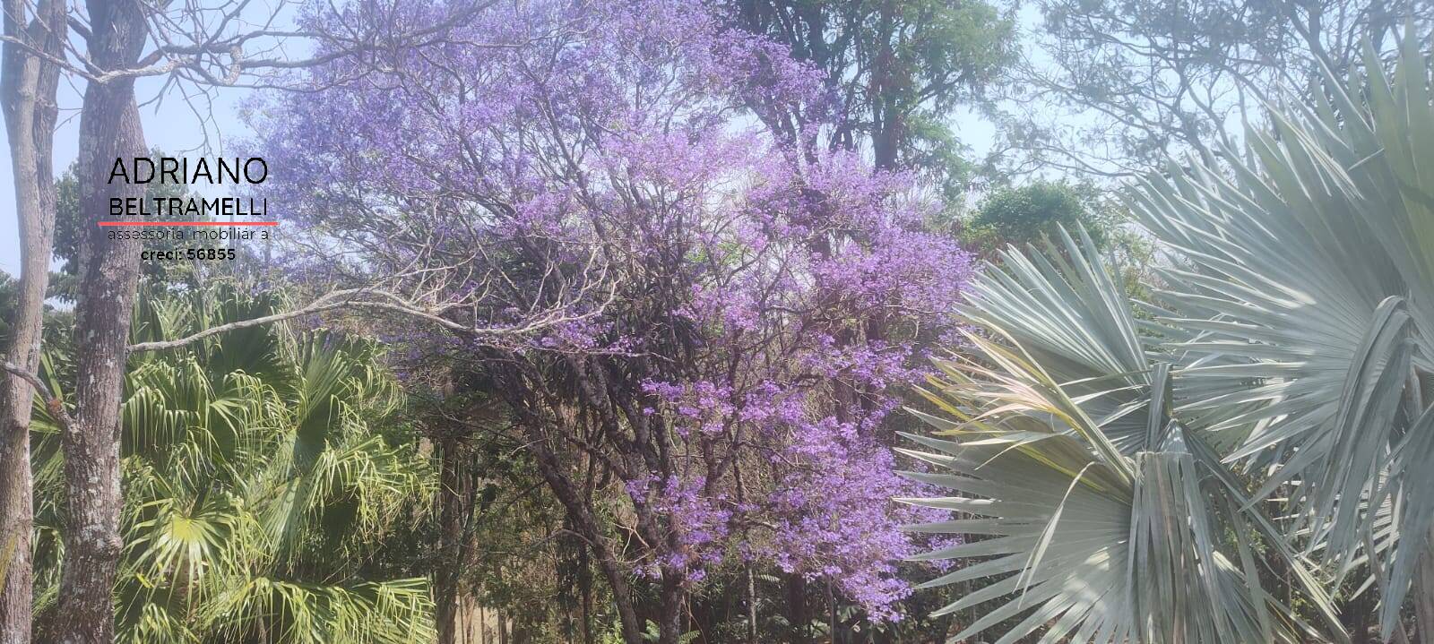 Fazenda à venda com 5 quartos, 86250m² - Foto 62